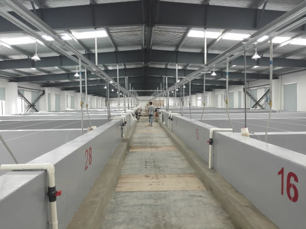 蝦苗養(yǎng)殖池場(chǎng)區(qū)