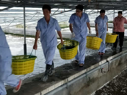 捕蝦現(xiàn)場(chǎng)05