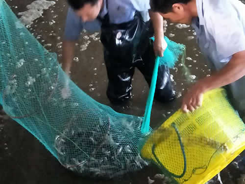 捕蝦現(xiàn)場(chǎng)04